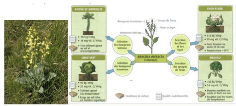 Illustration d'un jardin biologique diversifié avec des plantes cultivées et quelques 