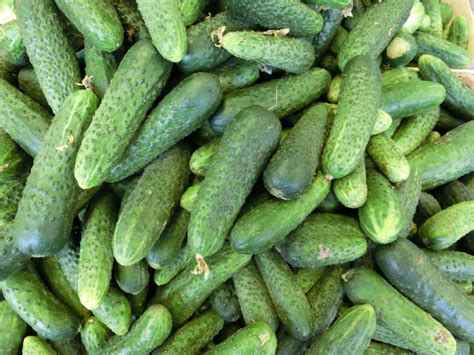 Variétés de cornichons