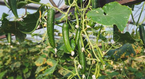 Préparation du sol pour la culture du cornichon