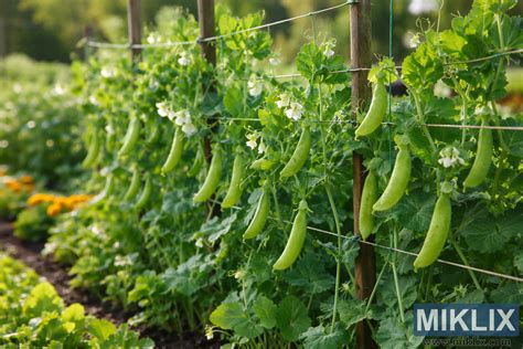 Cornichons grimpant sur un treillis
