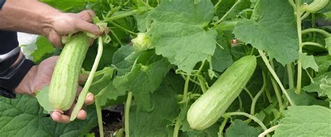 Graines de cornichons
