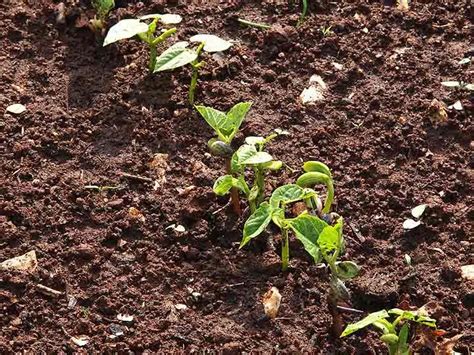 jeunes pousses de saule en pleine croissance