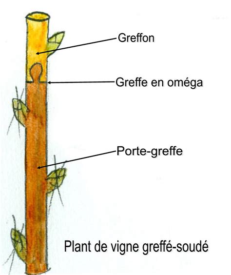 Schéma explicatif des composantes d'une greffe : porte-greffe et greffon