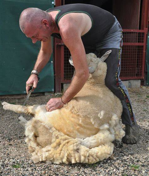 Un tondeur professionnel utilisant la méthode néo-zélandaise sur un mouton