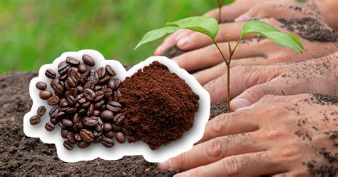 Illustration montrant le marc de café séché et prêt à être utilisé au jardin