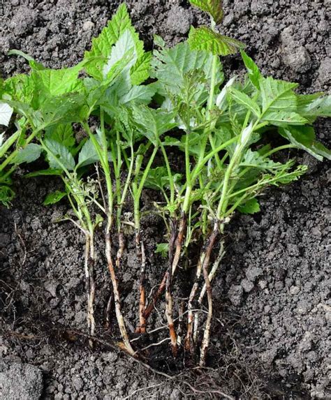 Illustration des rhizomes de framboisier et des rejets