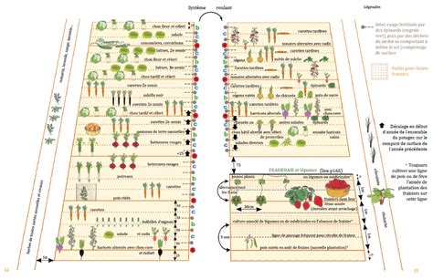 Plan de culture d'oignons en rangs espacés
