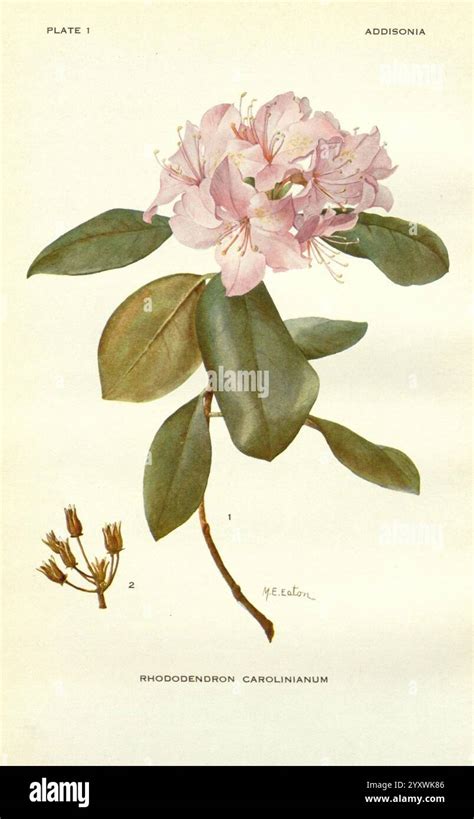 Illustration botanique du Rhododendron ponticum montrant ses feuilles persistantes et ses fleurs en corymbes mauves.