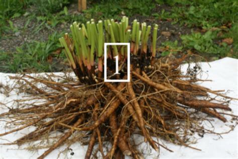 Diagramme montrant les différentes parties d'une division de pivoine : racines, bourgeons