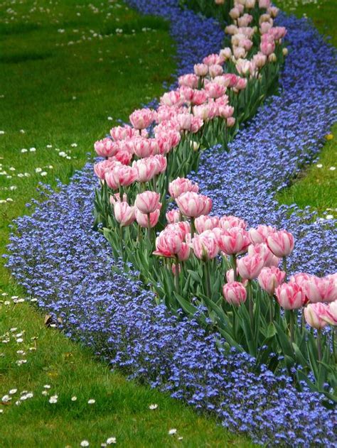 Photographie d'un massif printanier associant tulipes et myosotis pour un effet champêtre