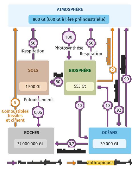 Schéma explicatif des cycles de culture sous tunnels non chauffés