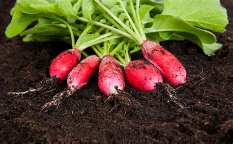 Gros plan sur des racines de radis dans le sol