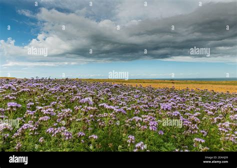 Champ de phacélie en fleurs