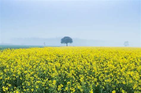 Champ de moutarde en fleur
