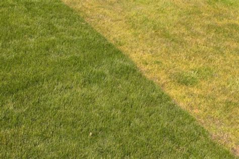 Pelouse jaunie en été comparée à une zone verte