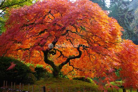 érable du Japon en automne avec un feuillage carmin