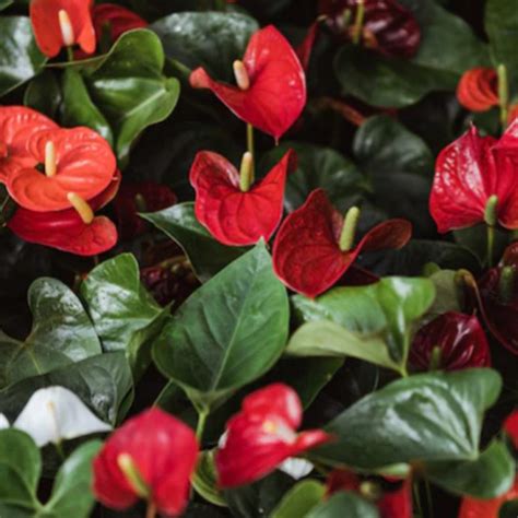 anthurium avec ses spathes rouge vif en intérieur
