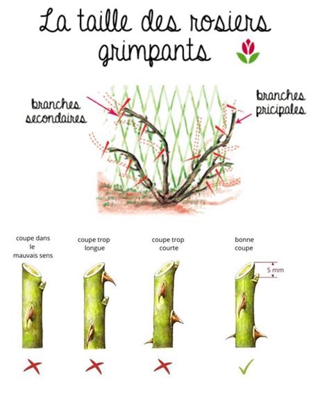 Schéma explicatif des techniques de taille pour un chèvrefeuille grimpant