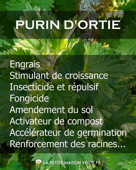 Infographie : Les différentes utilisations du purin d'ortie au jardin