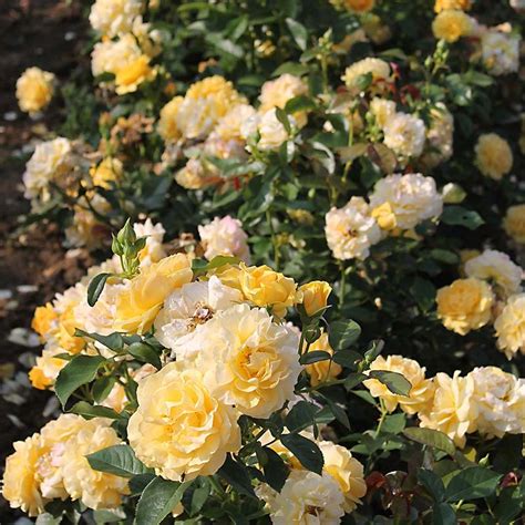 Rosier 'Anisade' en fleurs