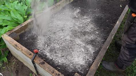 Cendres répandues sur un potager