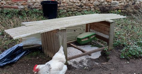 Poule prenant un bain de cendre