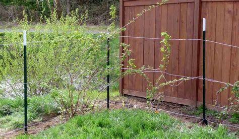 Exemple de palissage de framboisiers