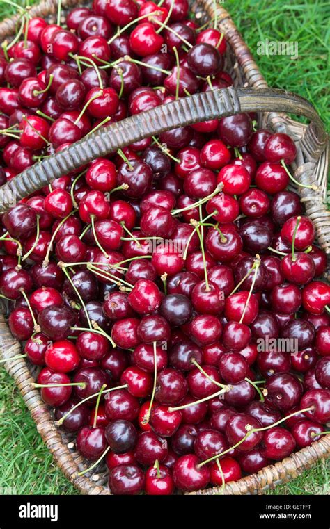 Cerises fraîchement cueillies dans des cagettes