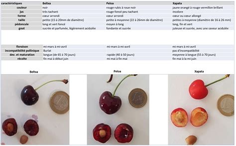 Producteur expliquant les différentes variétés de cerises à un client