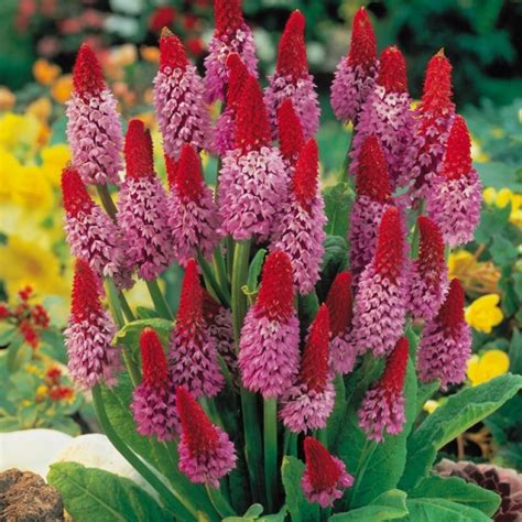 Plantes vivaces rustiques en fleur