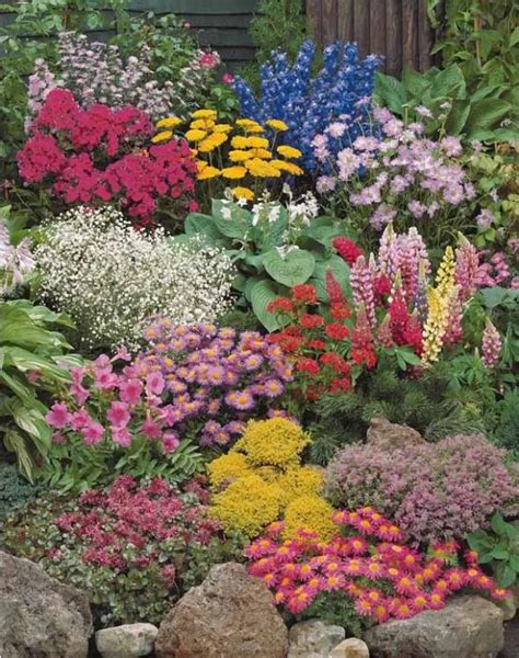 Exemples de plantes vivaces rustiques