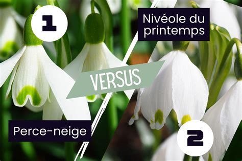 Illustration d'un jardin en février avec des perce-neige et des bourgeons