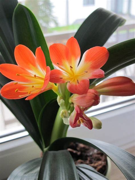 Image d'un Clivia en fleur dans un intérieur lumineux