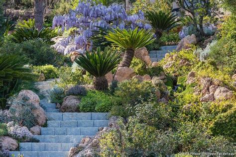 Agave imposant dans un jardin méditerranéen