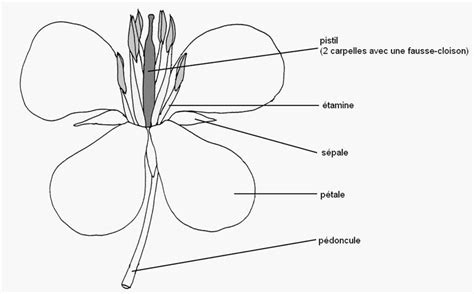 Dessin botanique d'une fleur de giroflée