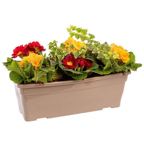 Jardinière remplie de giroflées multicolores