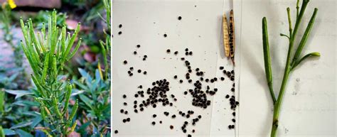 Gousses de graines de giroflée