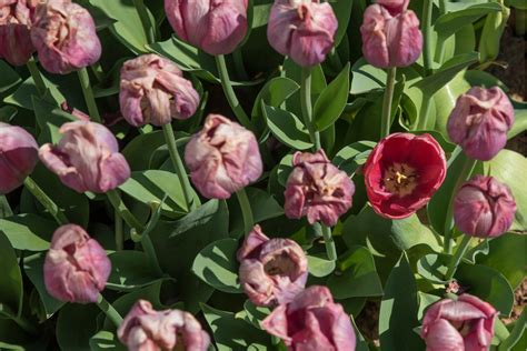 Tulipes ne fleurissant pas