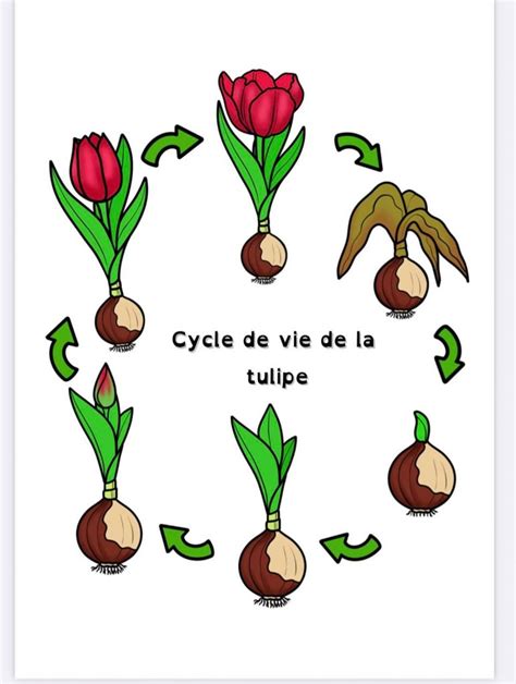 Cycle de vie de la tulipe