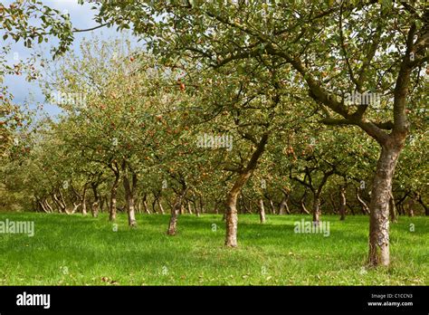 Verger de pommiers et de kiwis en pleine floraison ou fructification