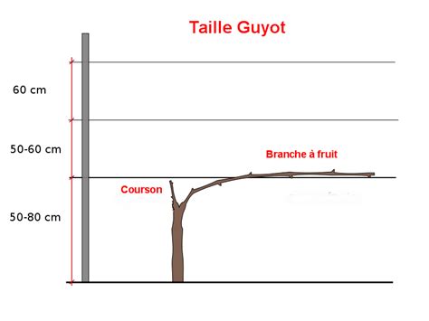 Comparaison visuelle entre taille Guyot et cordon de Royat