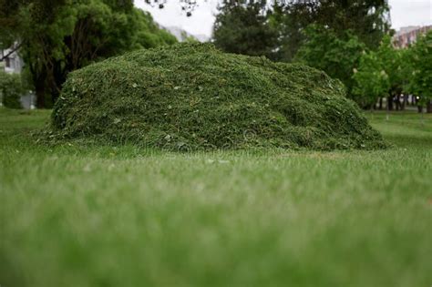 tas d'herbe fraîchement coupée dans un jardin