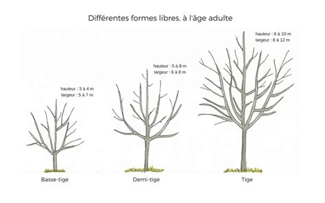 Schéma illustrant les hauteurs de tronc pour les formes haute-tige, demi-tige et basse-tige