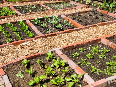 Orties en bordure de potager