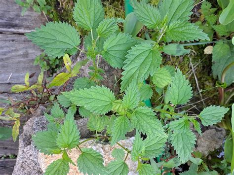 Différentes formes d'utilisation de l'ortie au jardin
