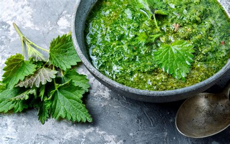 Soupe d'ortie, exemple d'utilisation culinaire