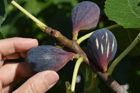 infographie sur les facteurs influençant la taille des figues