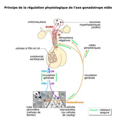 Schéma de l'axe hypothalamo-hypophysaire ovarien