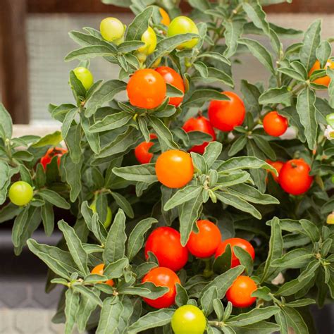 Graines de Pommier d'amour