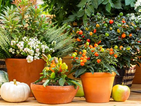 Pommier d'amour en pot, en intérieur